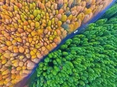 立即出发，邂逅秋日红叶之美